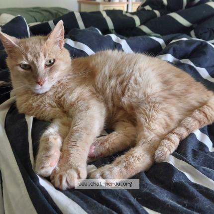 Foto 1/1 Rouky Chat perdido en Sainte gemmes sur loire