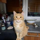 Foto del gato perdido en Tournan En Brie