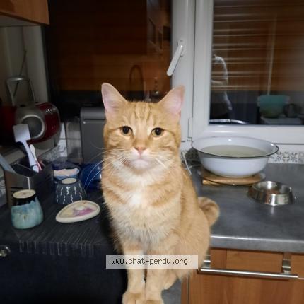 Foto 1/1 Rajah Chat perdido en Tournan en brie