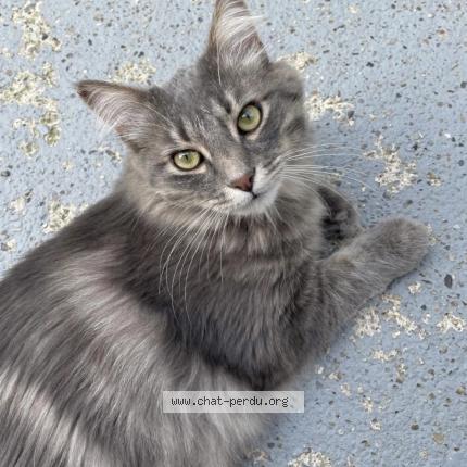 Foto 2/2 Brigitte Chat perdido en Trois riviere