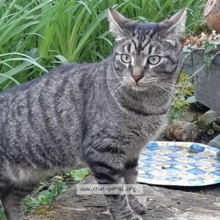 Foto 1/1 Shika Chat perdido en Torcy