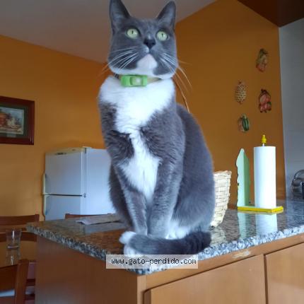 Foto 1/1 GREY Chat perdido en Lanus oeste