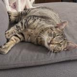 Foto del gato perdido en Fontainebleau