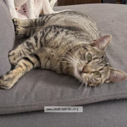 Foto 1/1 Lia Chat perdido en Fontainebleau