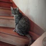 Foto del gato perdido en Beaufort En Vallee