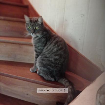 Foto 1/1 Gabin Chat perdido en Beaufort en vallee