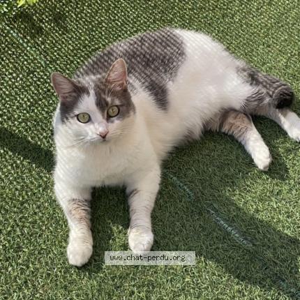 Foto 1/1 Bagheera Chat perdido en Lillebonne