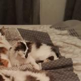 Foto del gato perdido en St Jeures