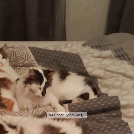 Foto 1/1 Brutus Chat perdido en St jeures