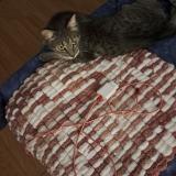 Foto del gato perdido en St Sauveur En Puisaye