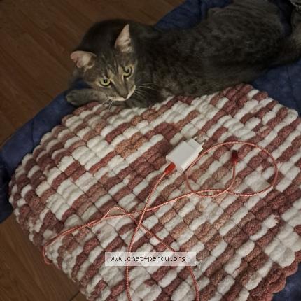 Foto 1/1 Capucine Chat perdido en St sauveur en puisaye