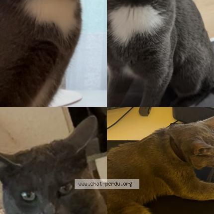 Foto 1/1 Stella Chat perdido en Strasbourg