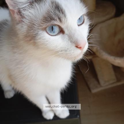 Foto 1/1 Bg Chat perdido en Saint lo