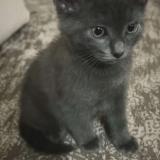 Foto del gato perdido en Villeneuve St Georges