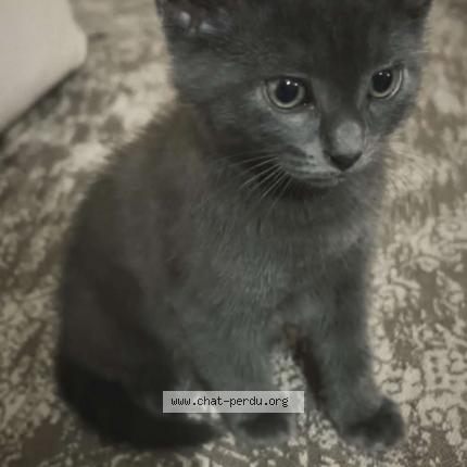 Foto 1/1 LeChat Chat perdido en Villeneuve st georges