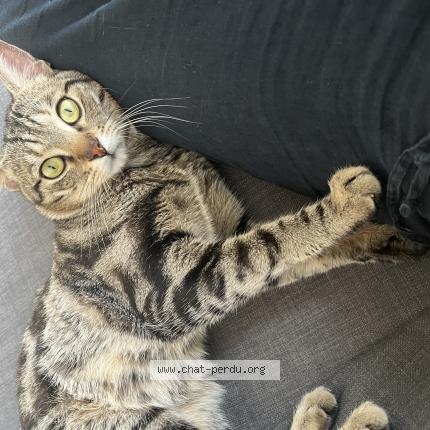 Foto 1/1 Jagu Chat perdido en Longjumeau