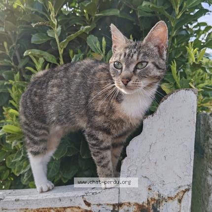 Foto 1/1 Uby Chat perdido en Escures sur favieres