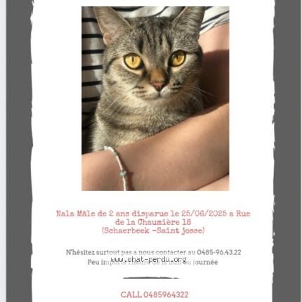 Foto 1/1 Nala Chat perdido en Bruxelles