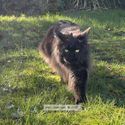 Foto 1/1 RHEA Chat perdido en Le pecq