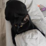 Foto del gato perdido en Senlis