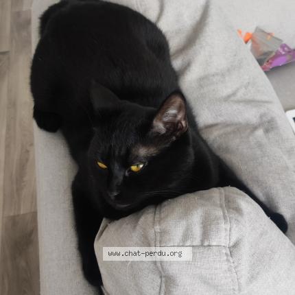 Foto 1/1 Stich Chat perdido en Senlis