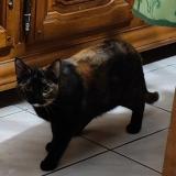 Foto del gato perdido en Parempuyre