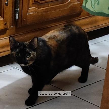 Foto 1/1 PLUME Chat perdido en Parempuyre