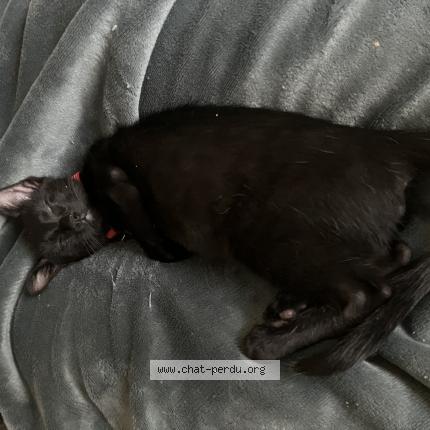 Foto 1/1 Ponpon Chat perdido en Vidauban