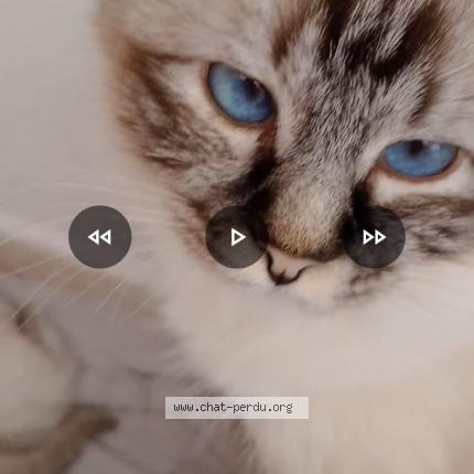 Foto 1/3 Lea Chat perdido en Les esterets du lac montauroux