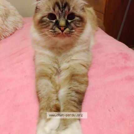 Foto 3/3 Lea Chat perdido en Les esterets du lac montauroux