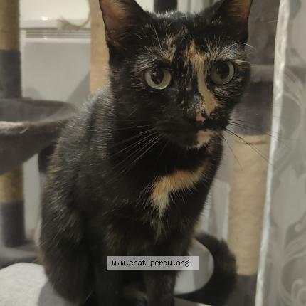 Foto 1/1 Ath&eacute;na Chat perdido en Pont a mousson