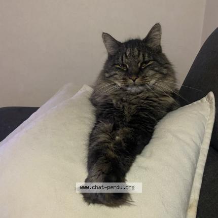 Foto 1/1 Dizzy Chat perdido en Kintzheim