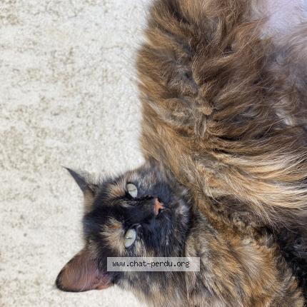 Foto 1/1 Puikpuik nom de naissance Prune Chat perdido en Prunelli di fiumorbo