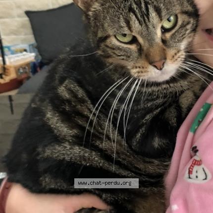 Foto 1/1 Mooky Chat perdido en Saint germain des pres