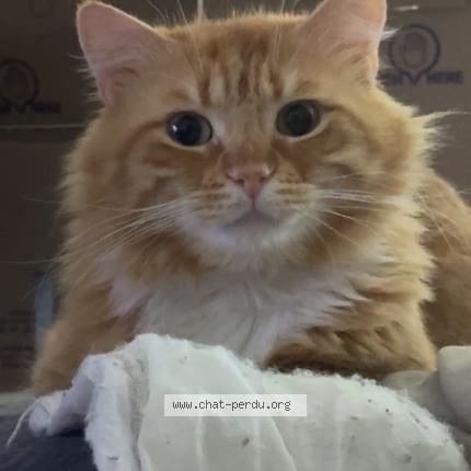 Foto 1/1 Moustache Chat perdido en Chateaudun