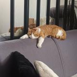 Foto del gato perdido en Sevran