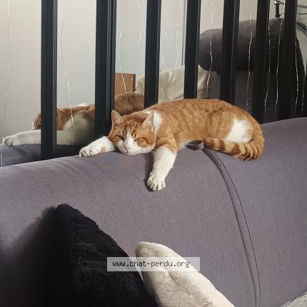 Foto 1/2 Nougat Chat perdido en Sevran