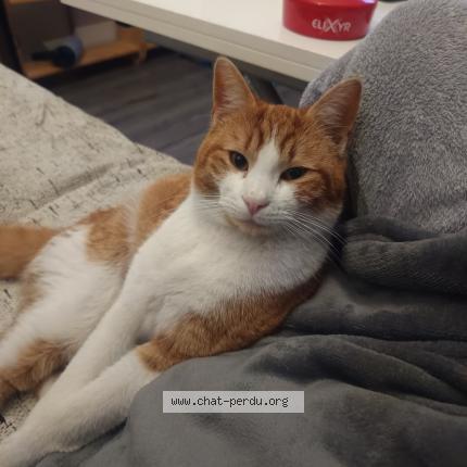 Foto 2/2 Nougat Chat perdido en Sevran