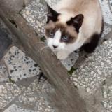 Foto del gato perdido en Village Redjaouna