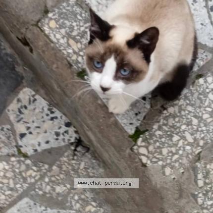 Foto 1/1 Piksou Chat perdido en Village redjaouna