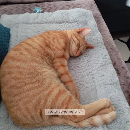 Foto 1/1 Zoé Chat perdido en Toul