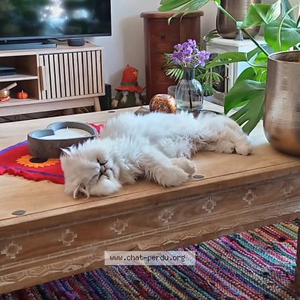 Foto 1/1 SORGHO Chat perdido en Mouries