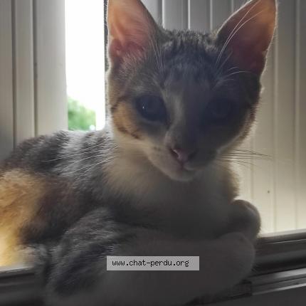 Foto 1/1 Charly Chat perdido en Xanton chassenon