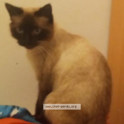 Foto 1/1 Simba Chat perdido en Pont de metz