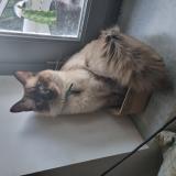 Foto del gato perdido en Mont