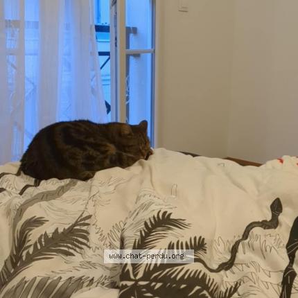 Foto 1/1 Pixel Chat perdido en Chambly