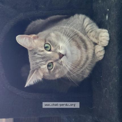 Foto 1/1 arobase Chat perdido en Subligny