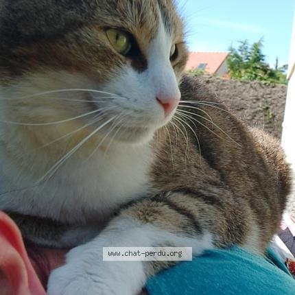 Foto 1/1 Caramel Chat perdido en Cerences