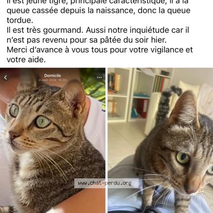 Foto 1/1 Yoda Chat perdido en Monteux