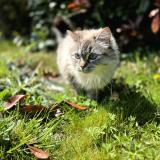 Foto del gato perdido en La Ferriere